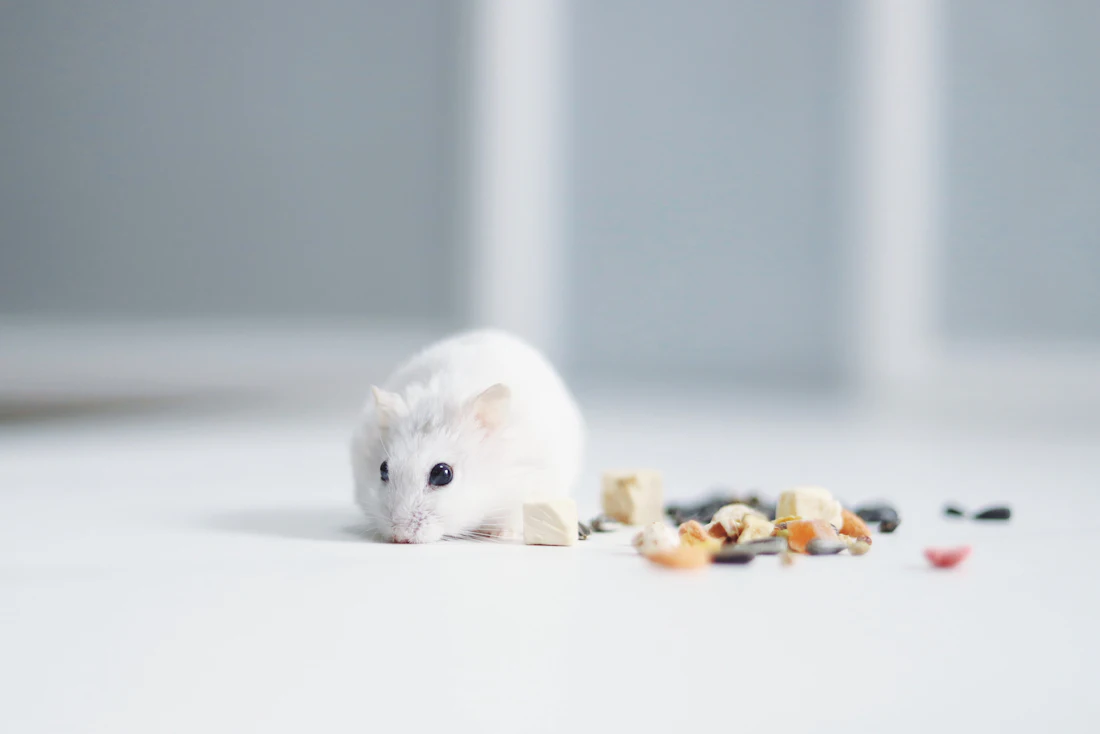 Semaglutide extended lifespan in older female mice