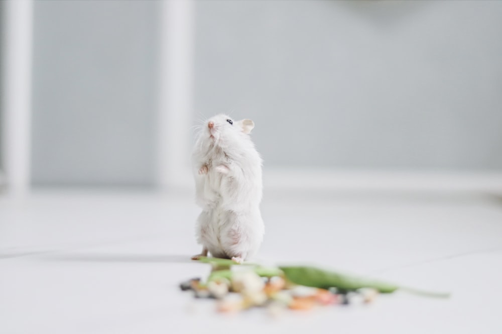 white cat on white table