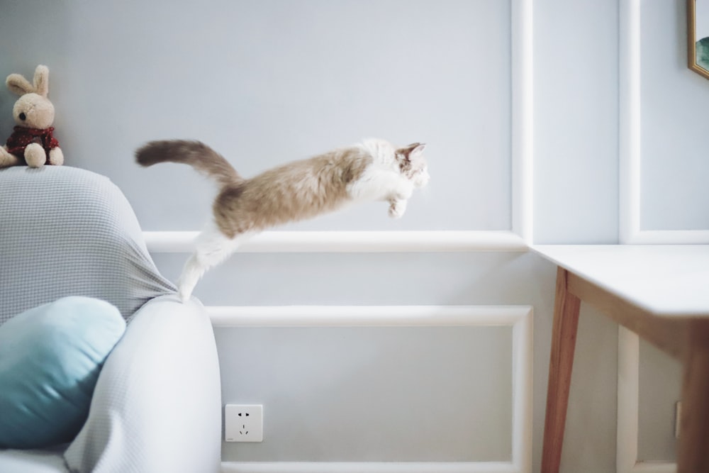 white and brown cat on white wooden shelf