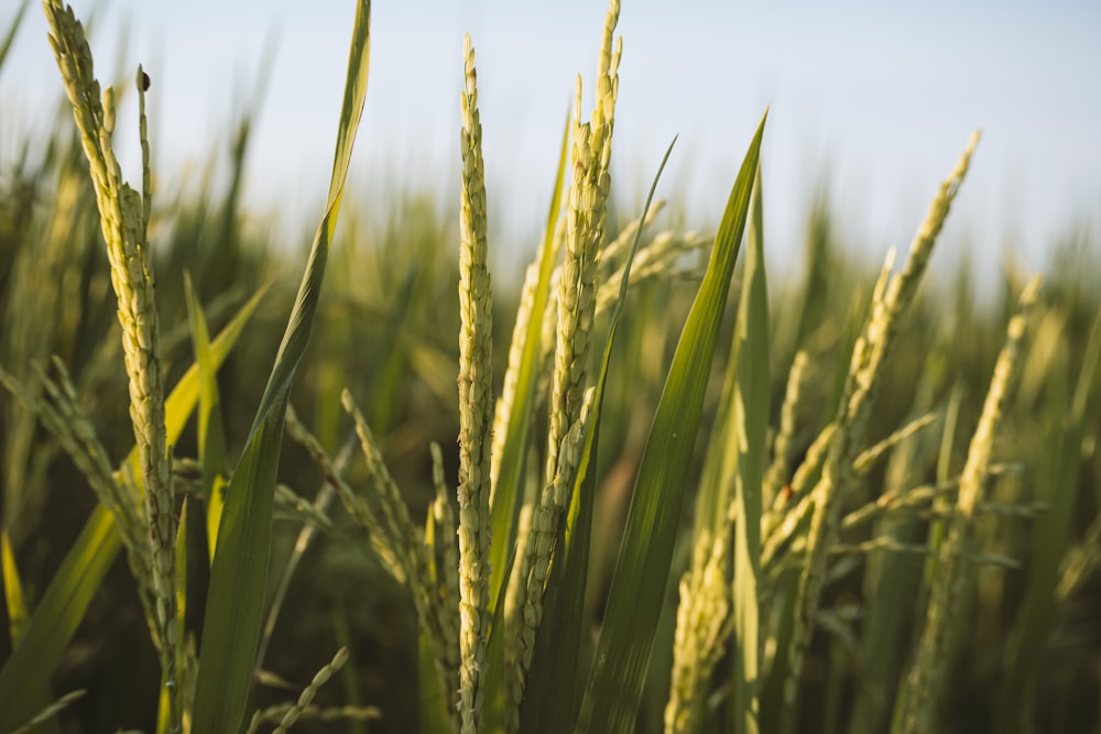 brown wheat field during daytime