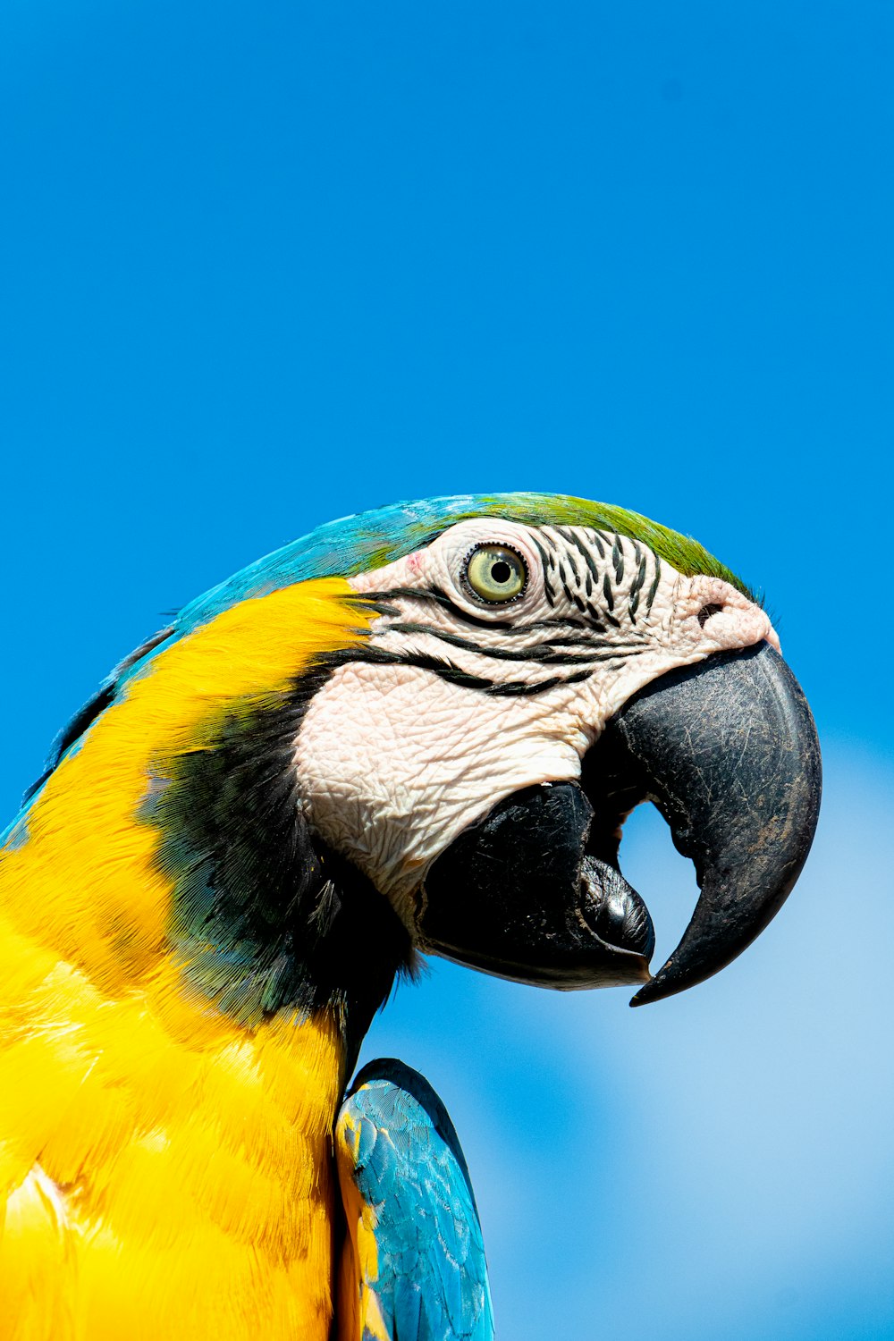 yellow blue and green parrot