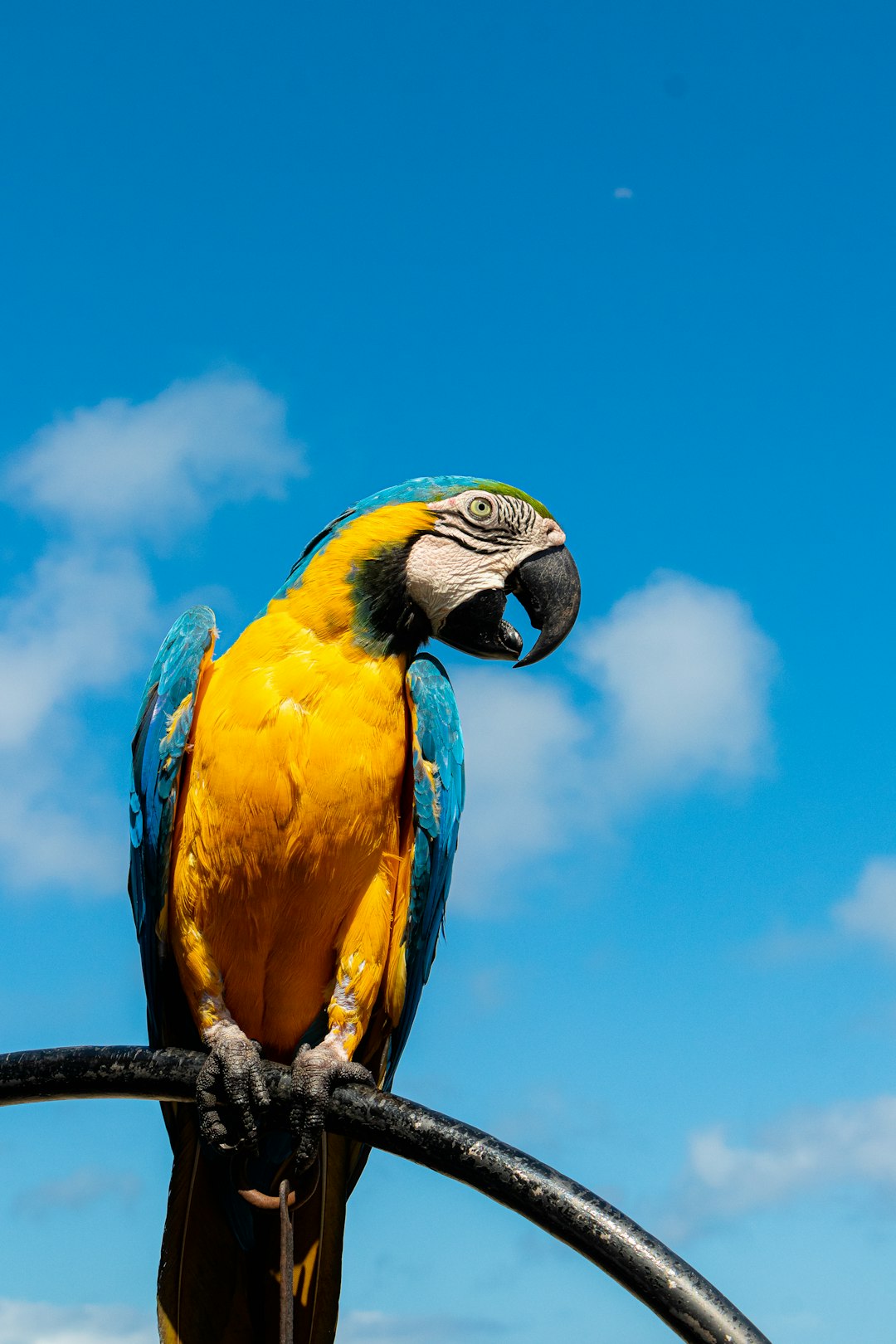 blue yellow and white macaw