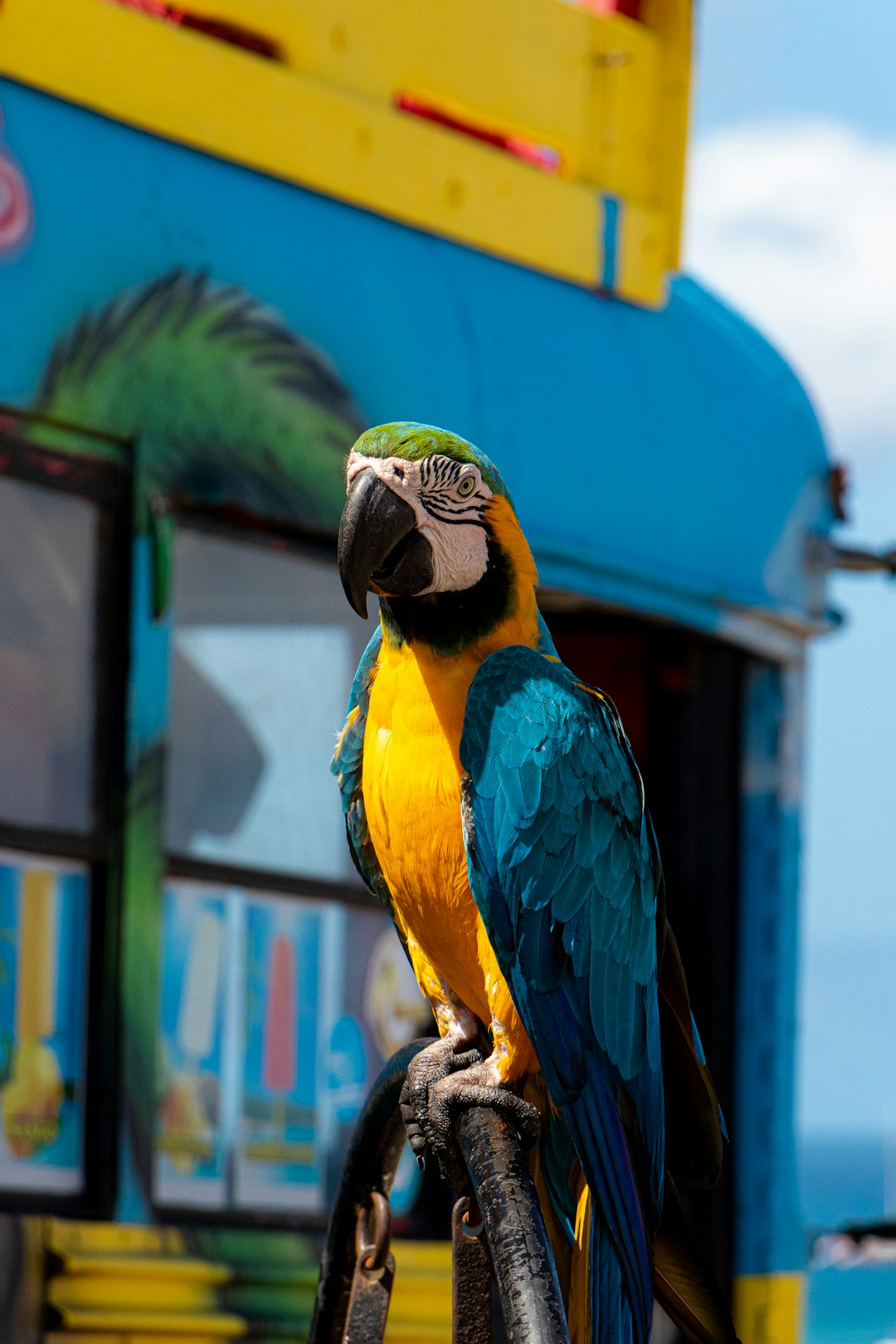 blue yellow and green macaw