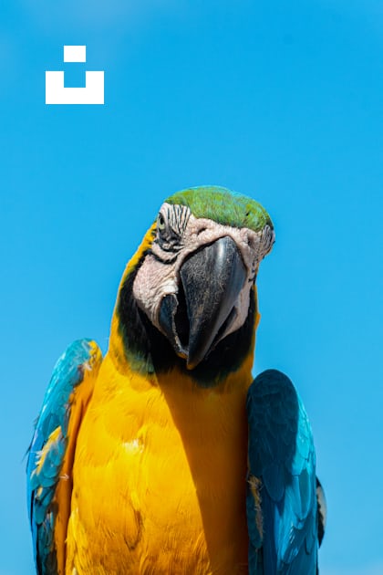 黄青と白のコンゴウインコの写真 – Unsplashで見つけるトロピカルの無料写真