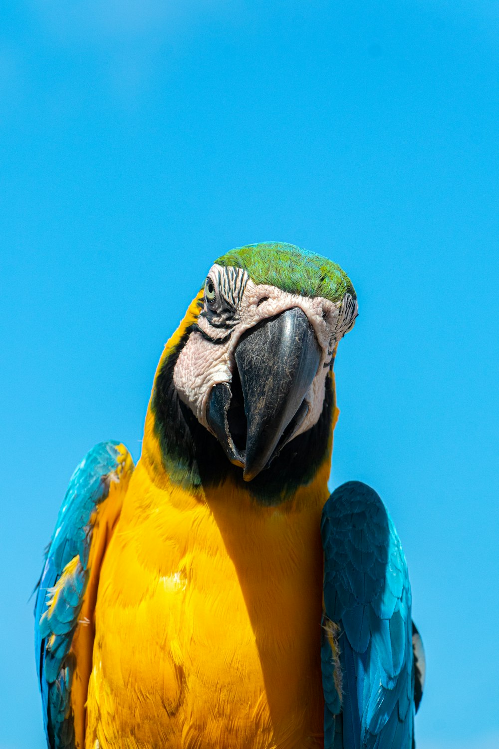 yellow blue and white macaw