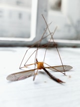 brown and black insect on white surface