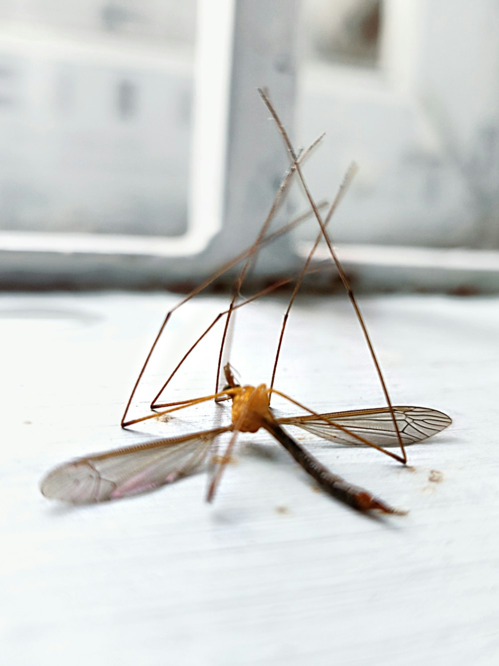 brown and black insect on white surface