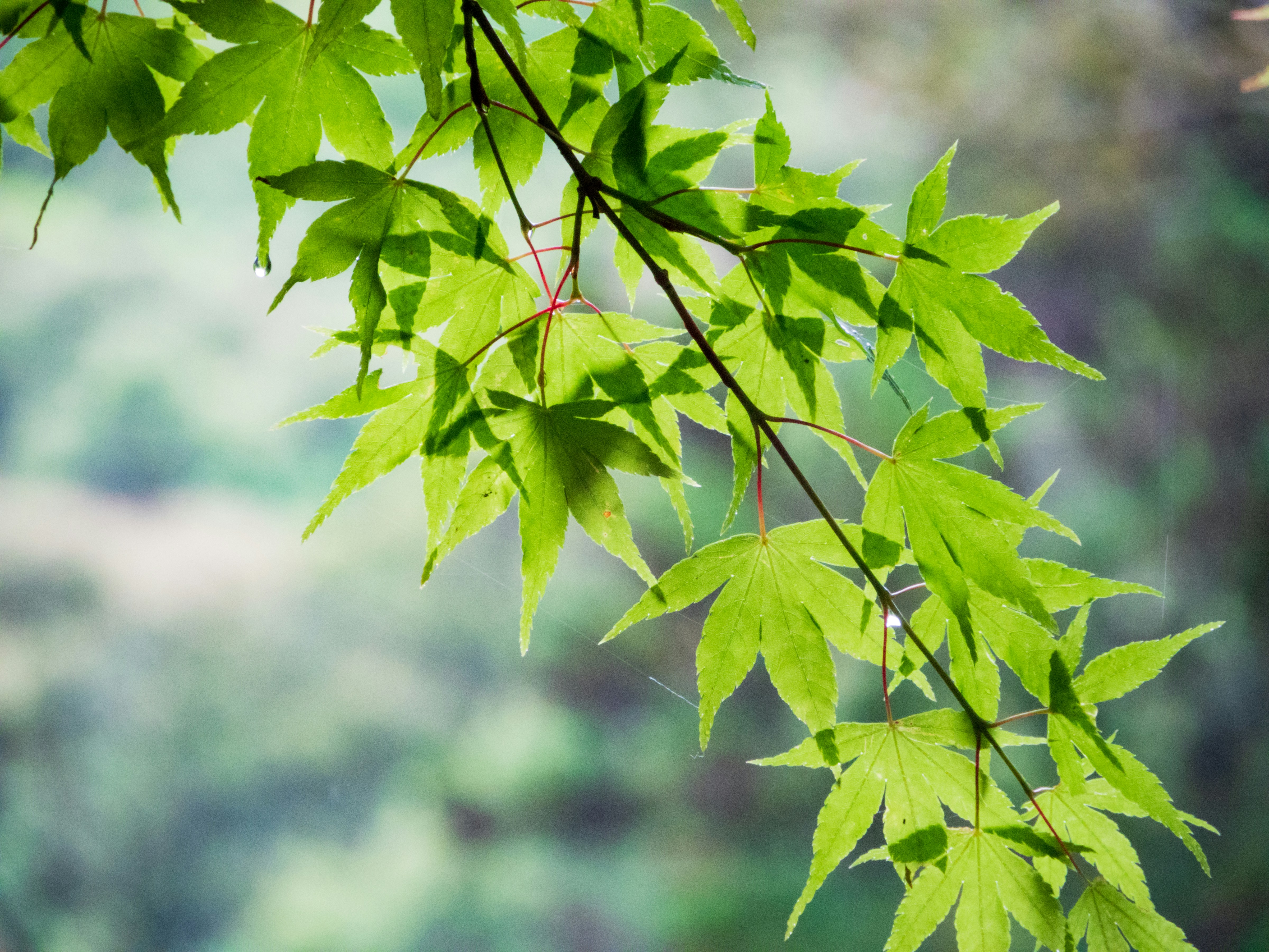 Photo by heppoko_yama