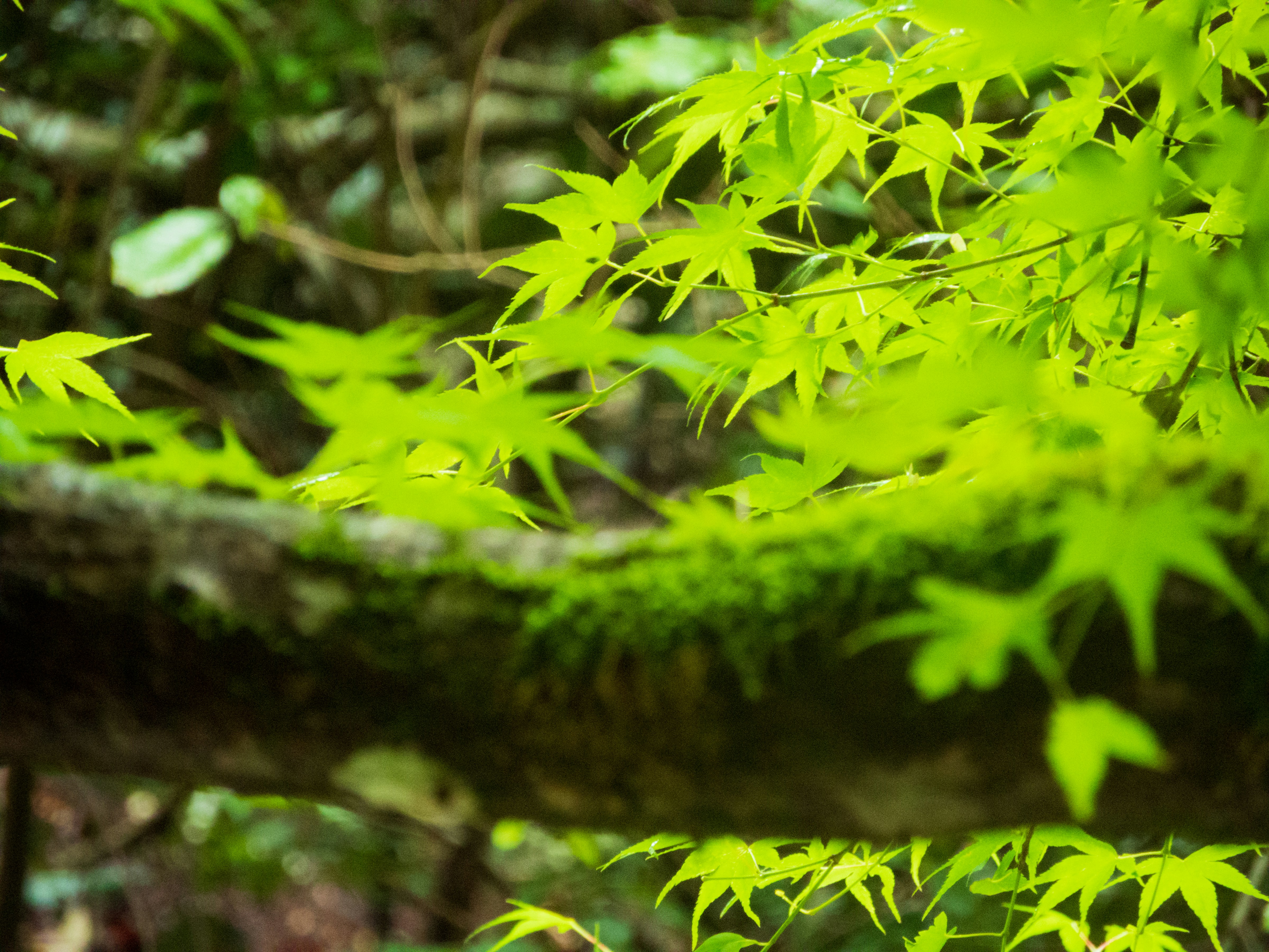 Photo by heppoko_yama