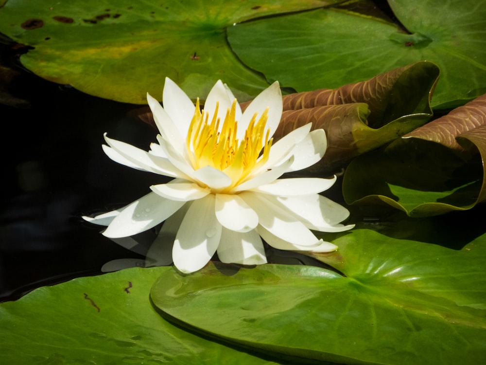 white lotus flower on water