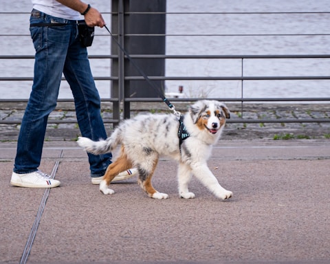 A fluffy dog with a speckled coat is being walked on a leash by a person wearing blue jeans and white sneakers. The setting appears to be a paved walkway next to a body of water, with a metal railing in the background.