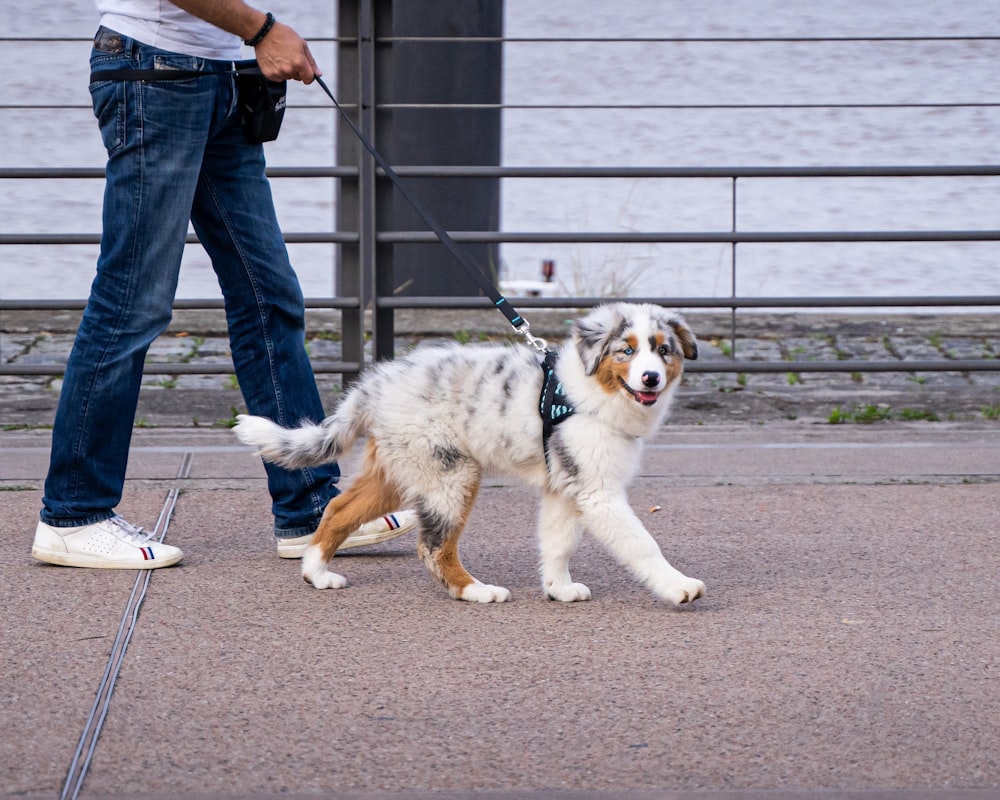 Frau in blauer Jeansjacke und blauer Jeans neben weißem und braunem Hund während