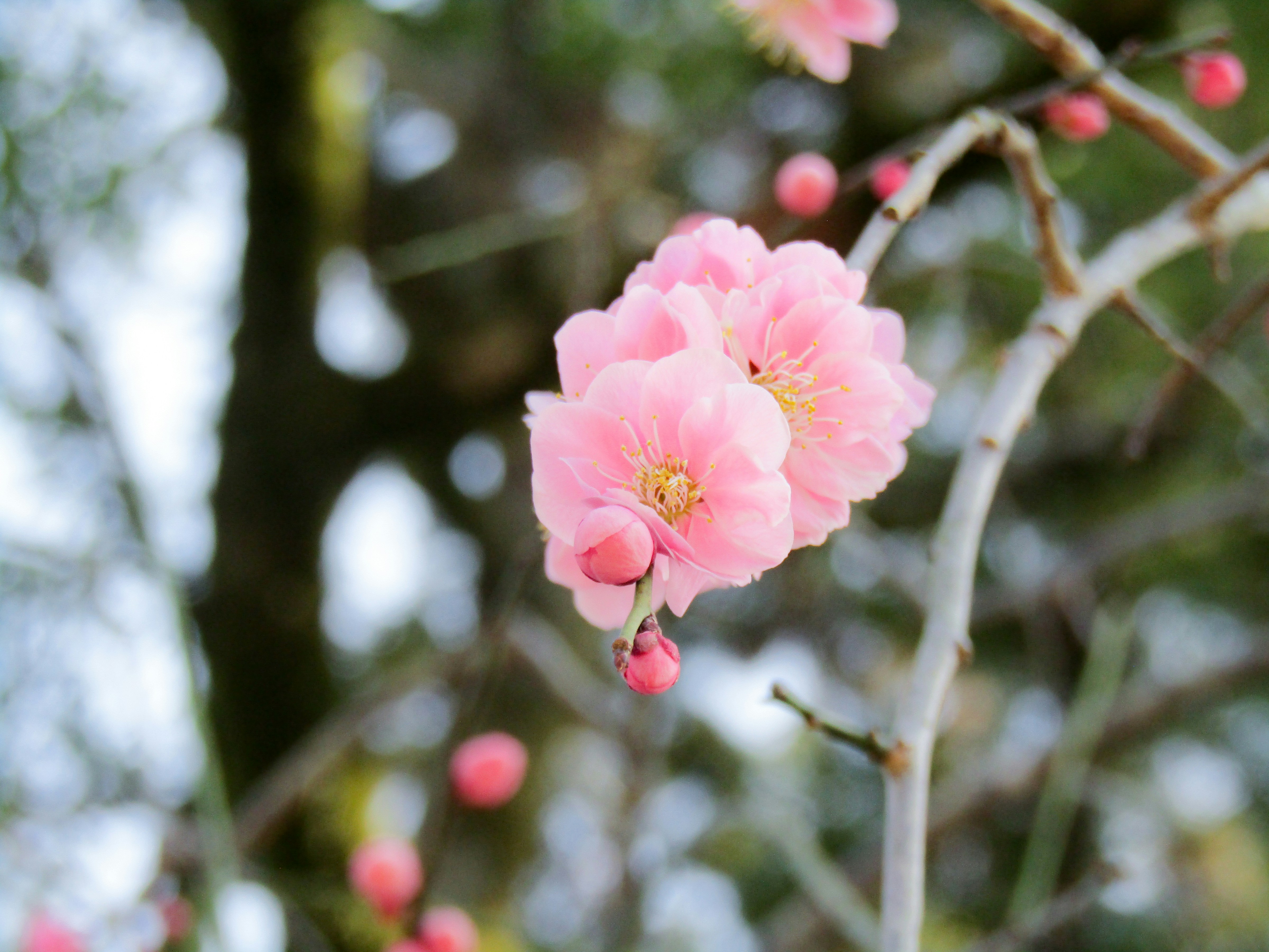 Photo by heppoko_yama