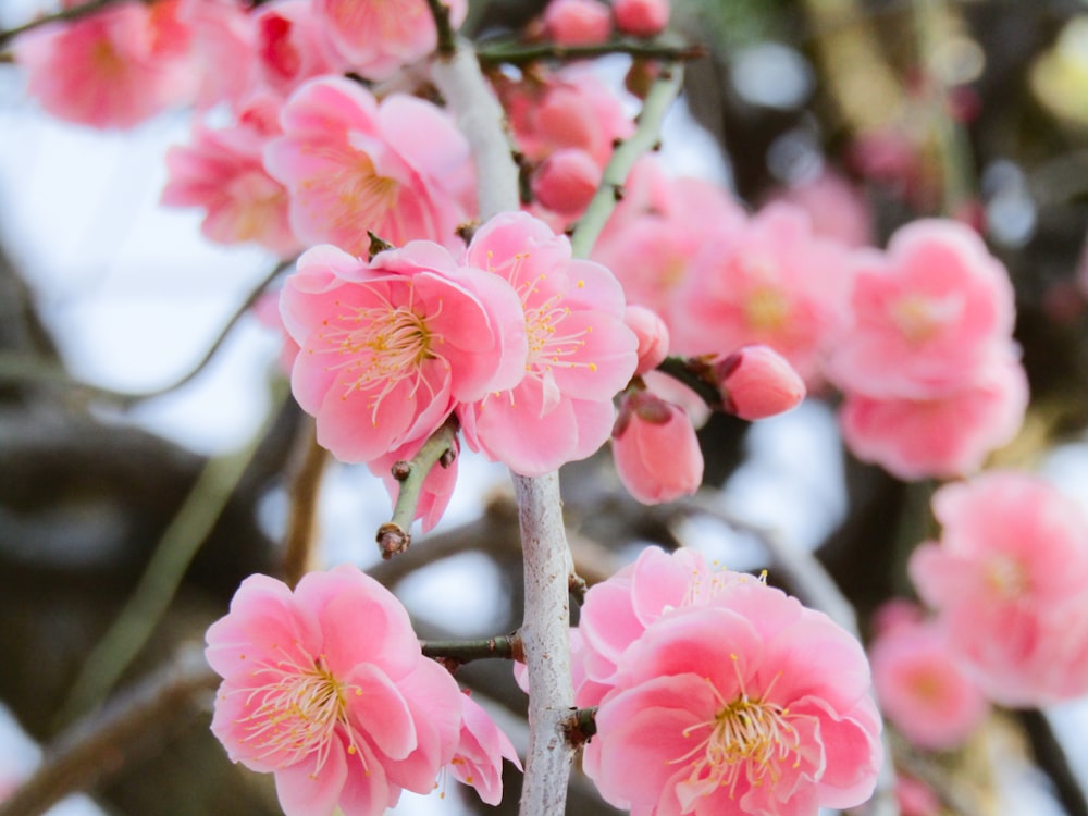 pink cherry blossom in close up photography