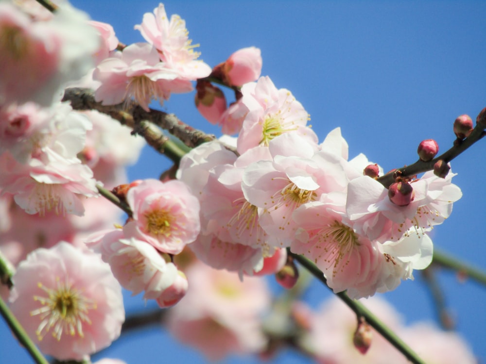 pink and white cherry blossom in close up photography during daytime