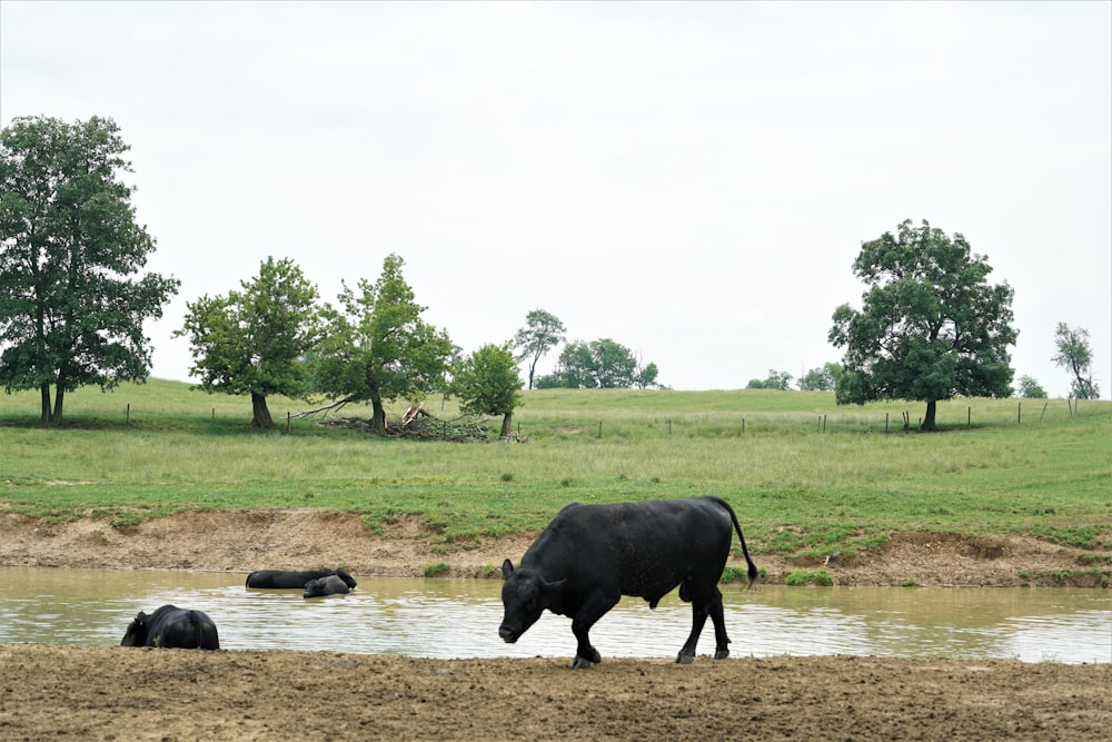 black water buffalo on green grass field during daytime