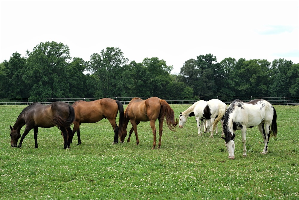 brown and white horses on green grass field during daytime