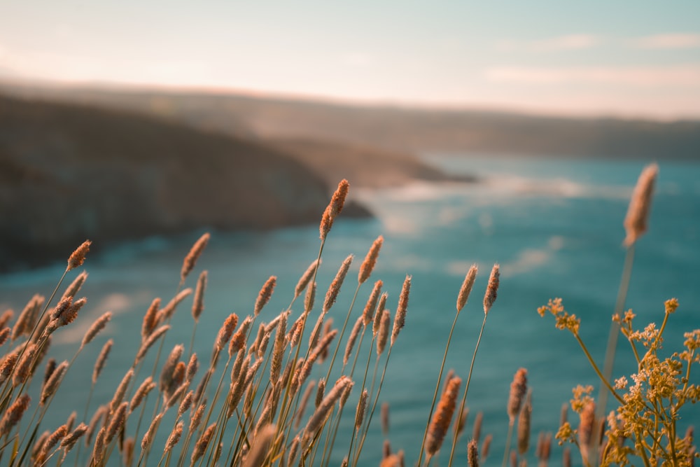 brown wheat field near body of water during daytime