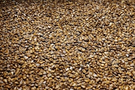 brown dried leaves on ground