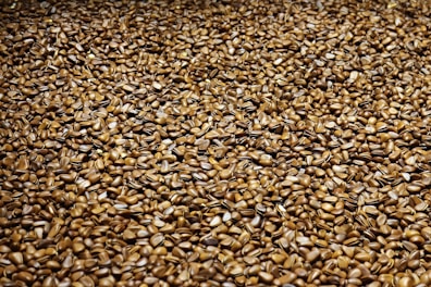 brown dried leaves on ground