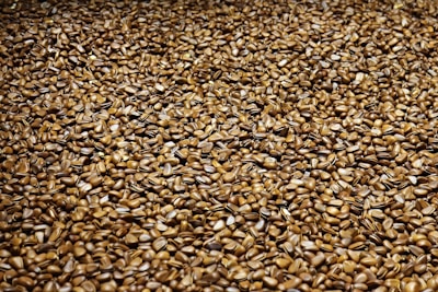 brown dried leaves on ground