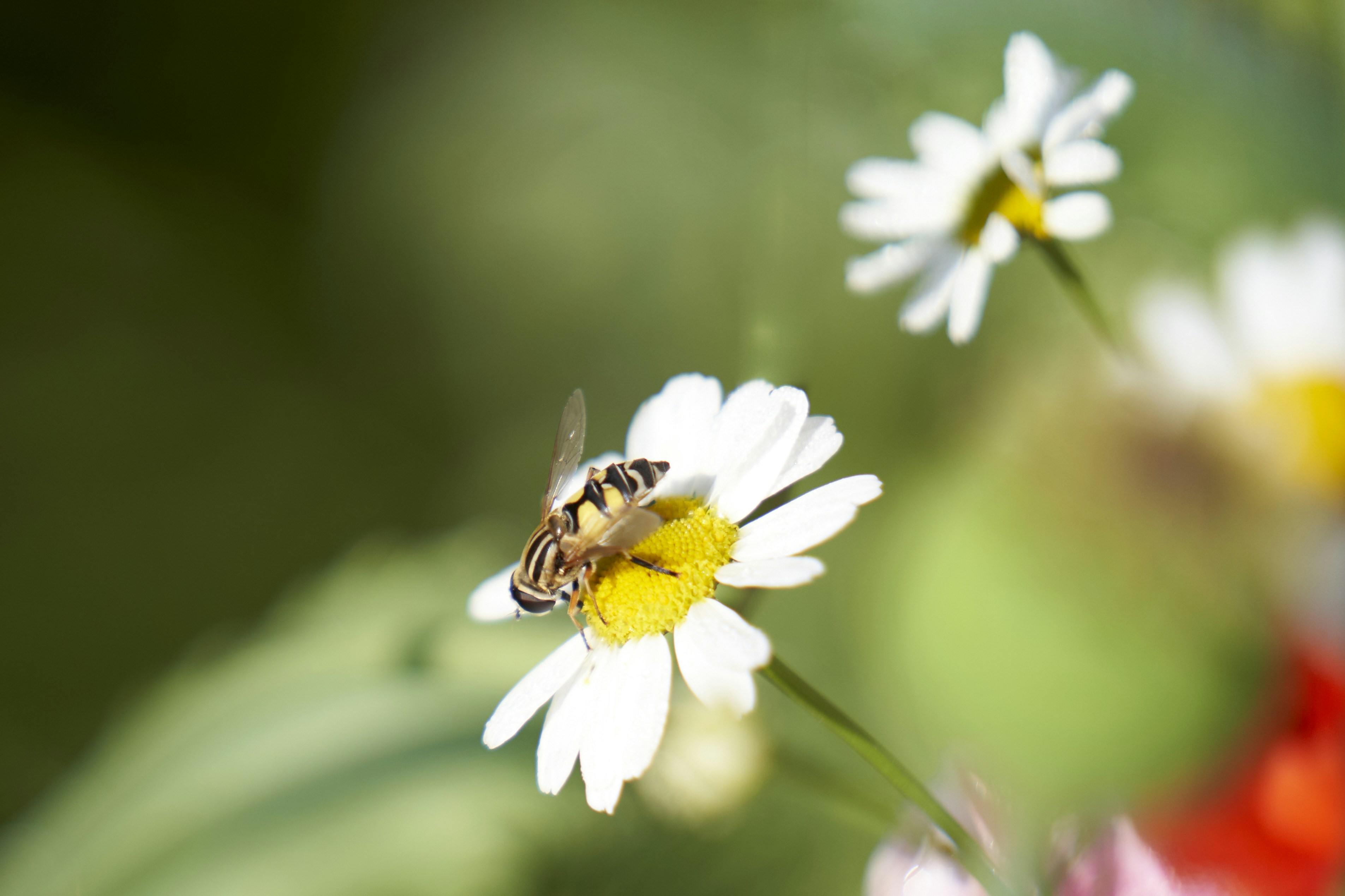 Photo by ingodoerrie