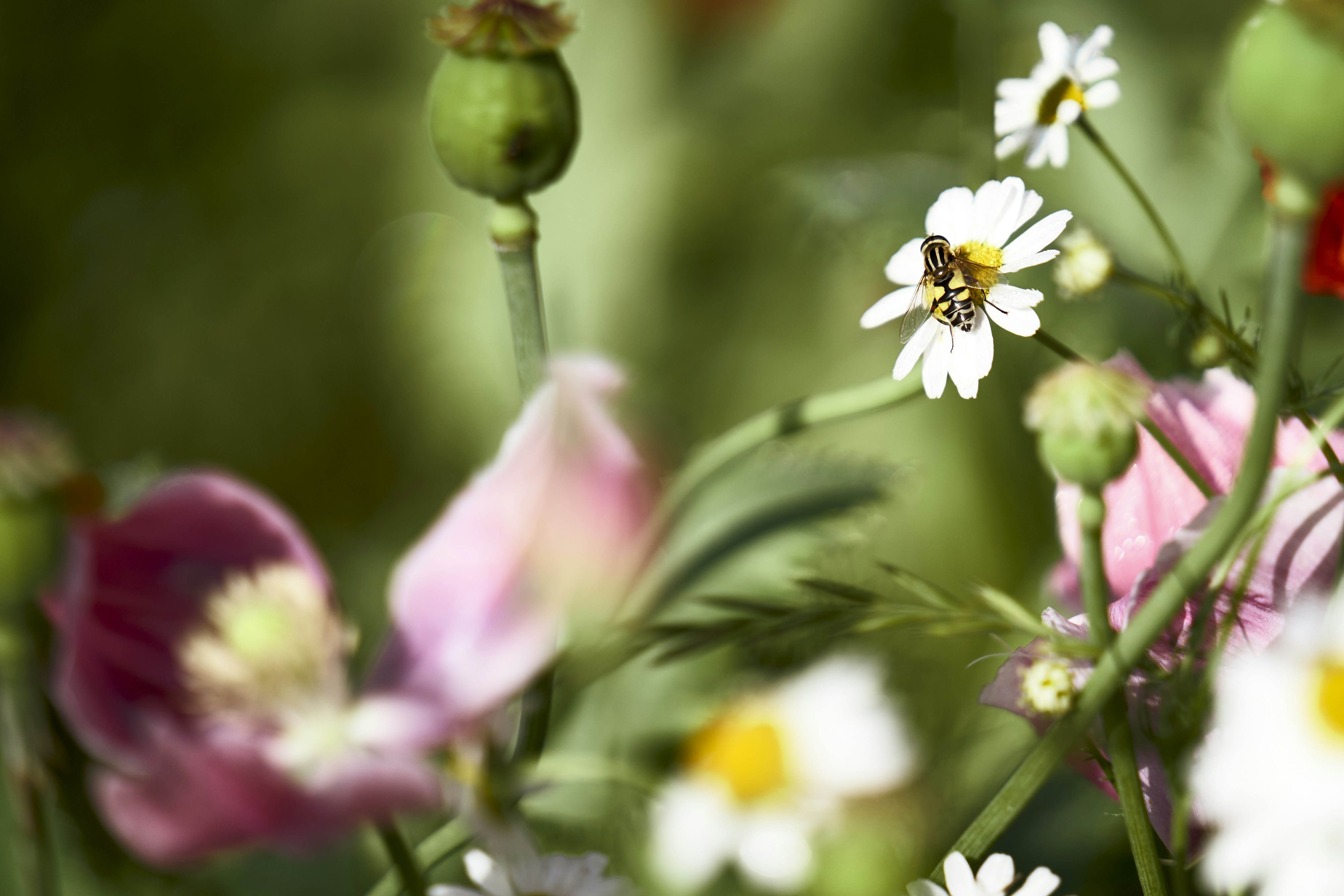 white and yellow flower in tilt shift lens