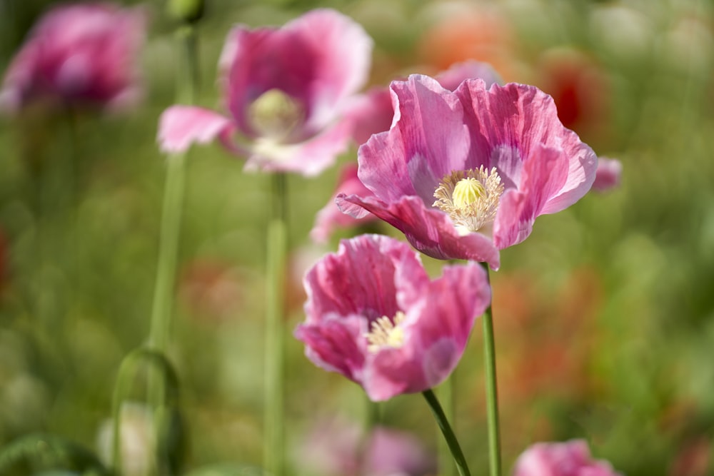 pink flower in tilt shift lens