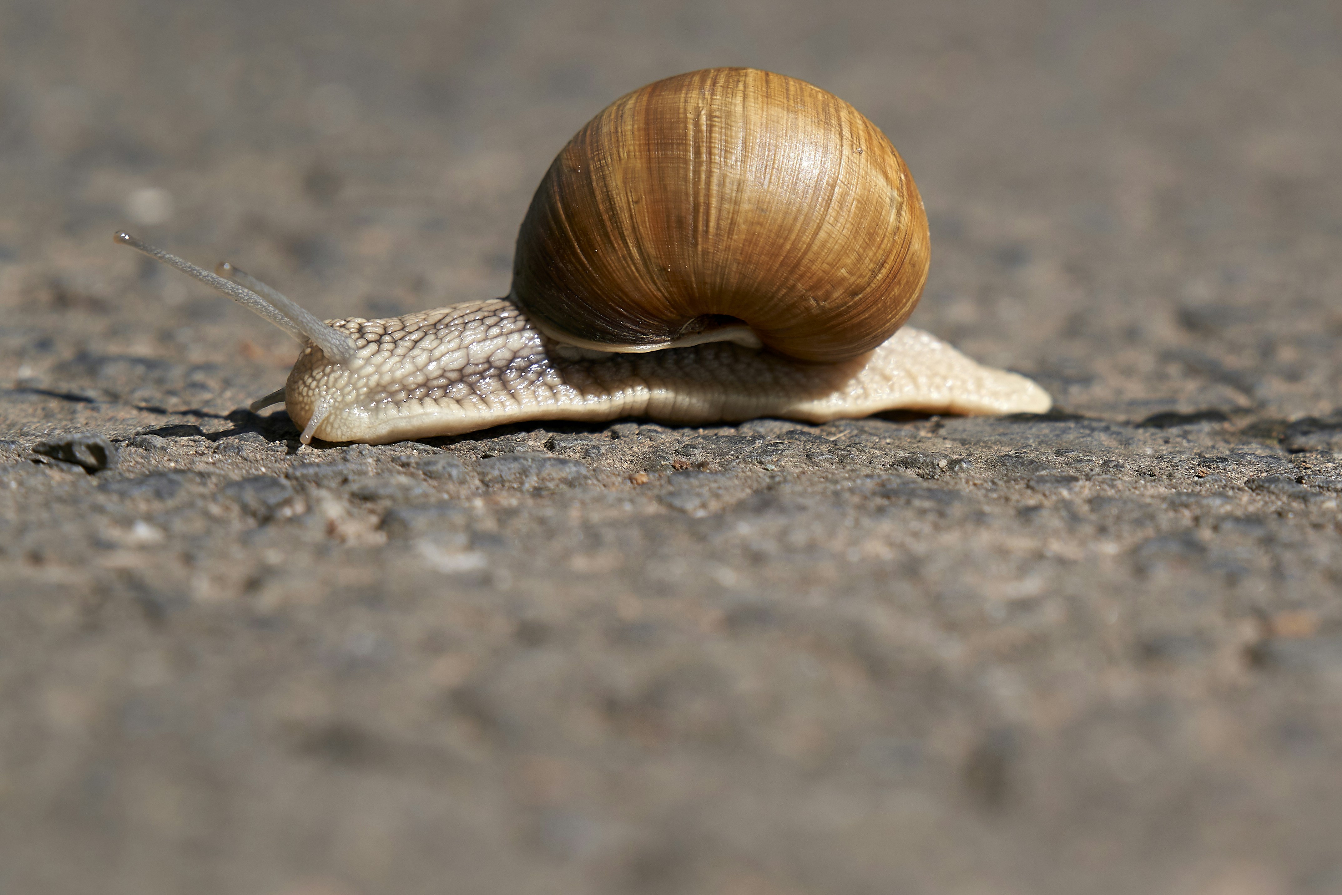 What Do Baby Water Turtles Eat? Feeding Nature