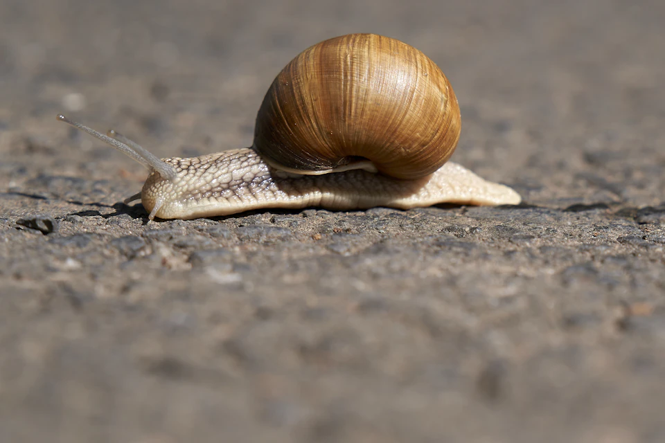 The image shows a snail making its way across a gray road. The snail, with its brown shell and white antennae, is moving towards the right side of the frame. It's positioned on the left side of the road, which has a few small rocks scattered around it.