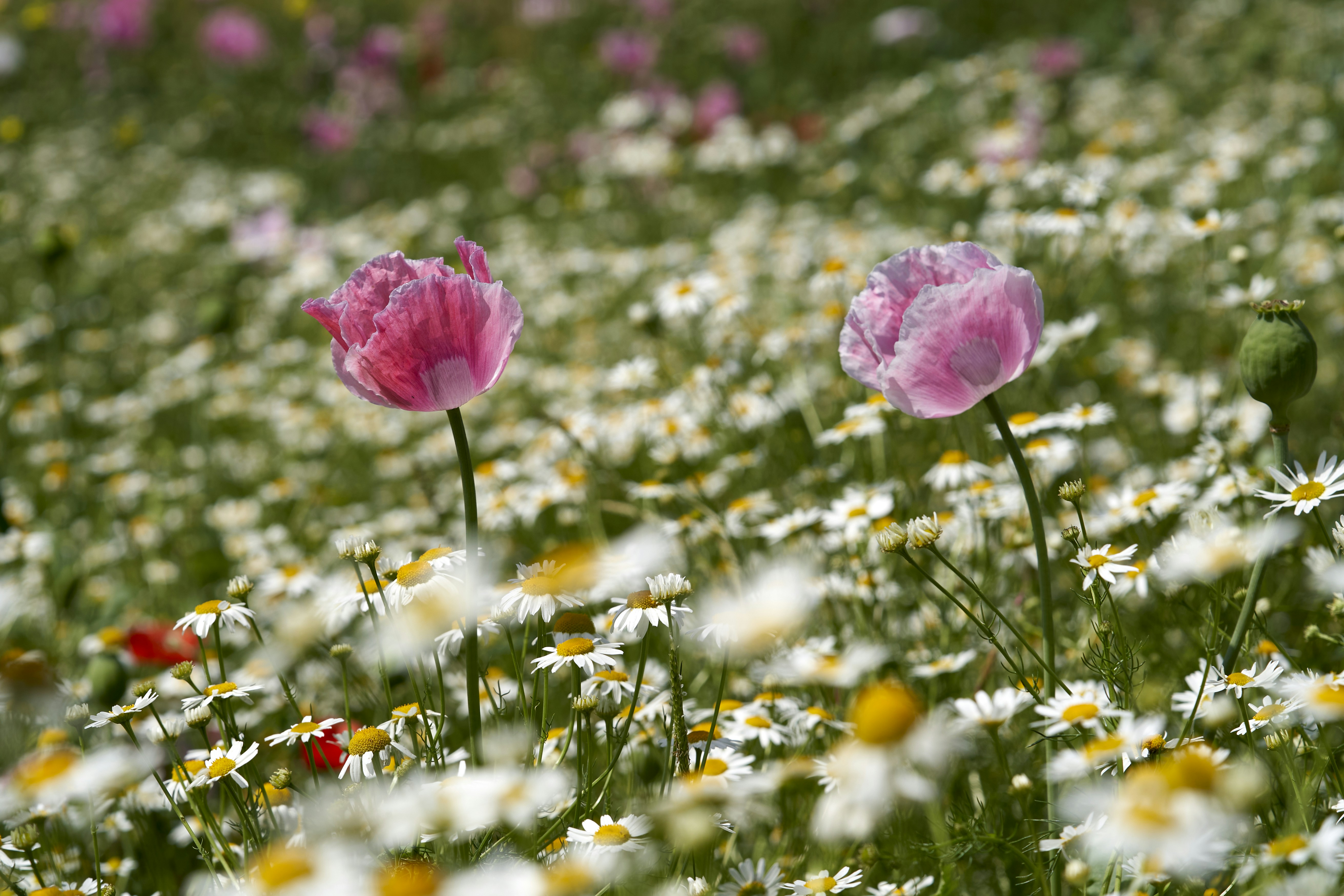 Photo by ingodoerrie