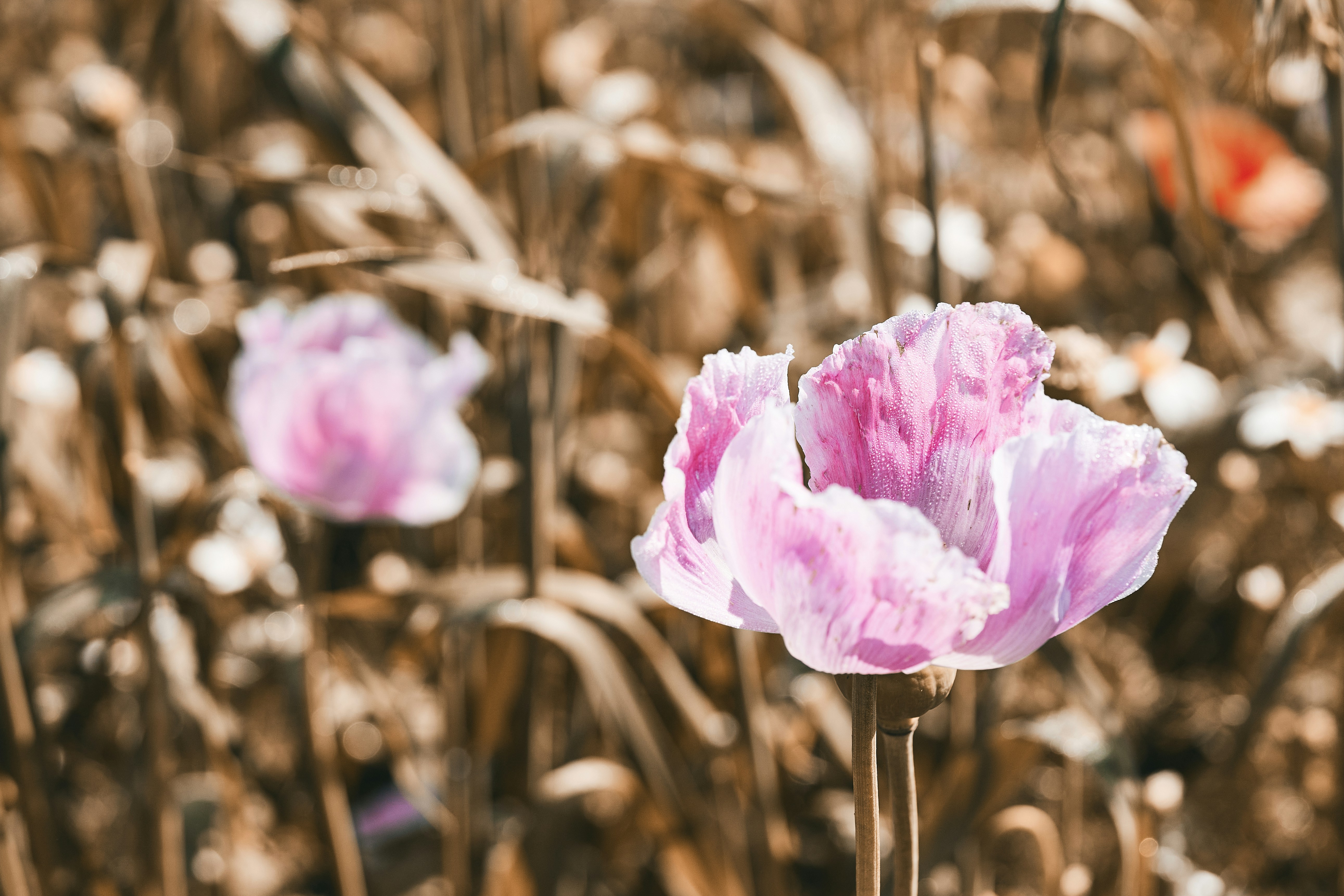 pink flower in tilt shift lens