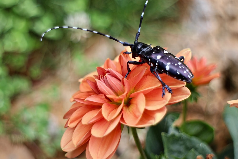 black and white spotted insect on orange flower