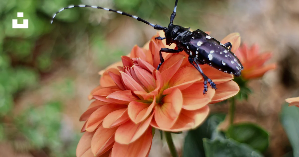 Sectspotted Insect Black and white spotted insect on orange flower photo – Free Flower ...