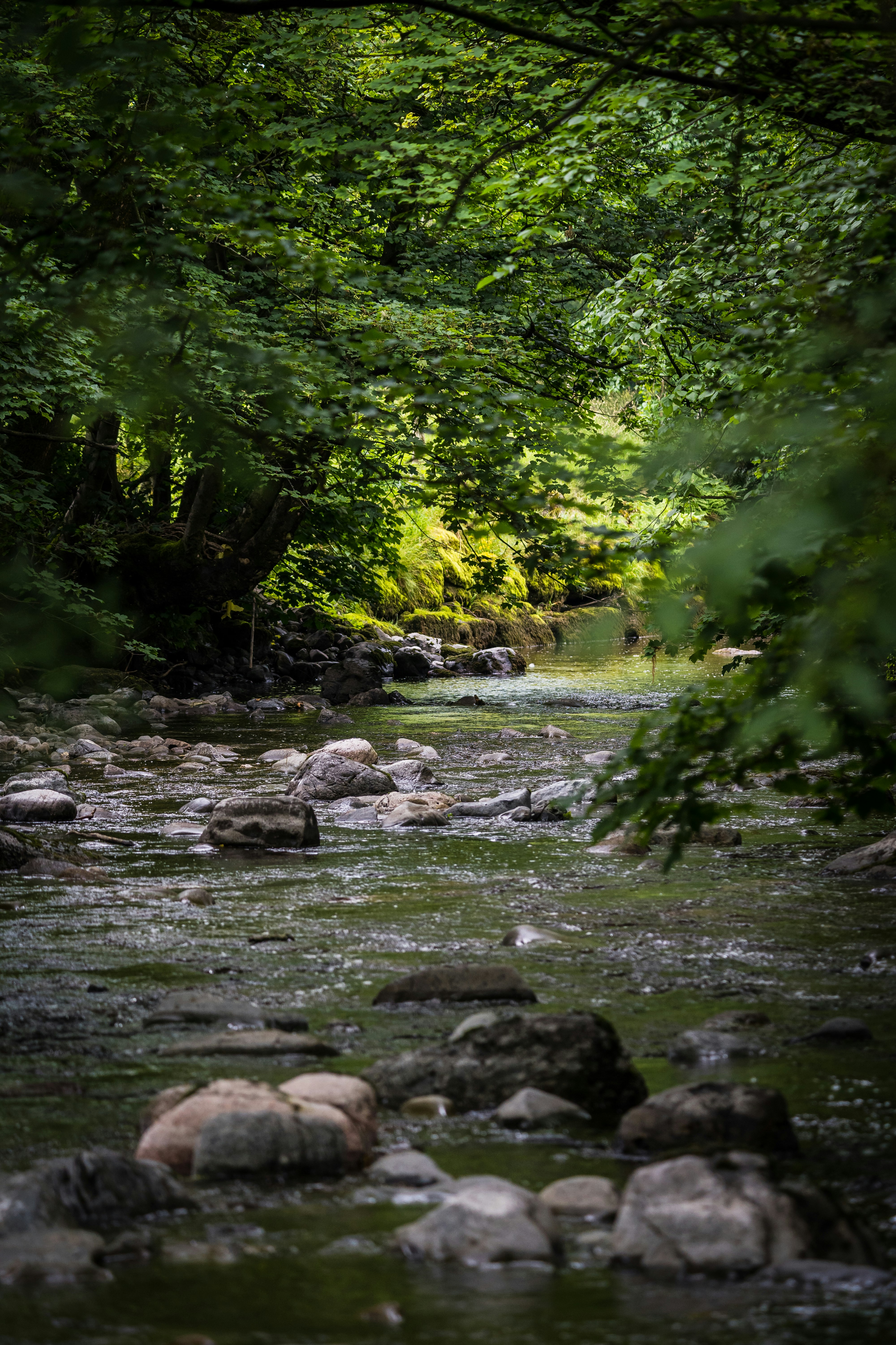 green trees and rocks on river