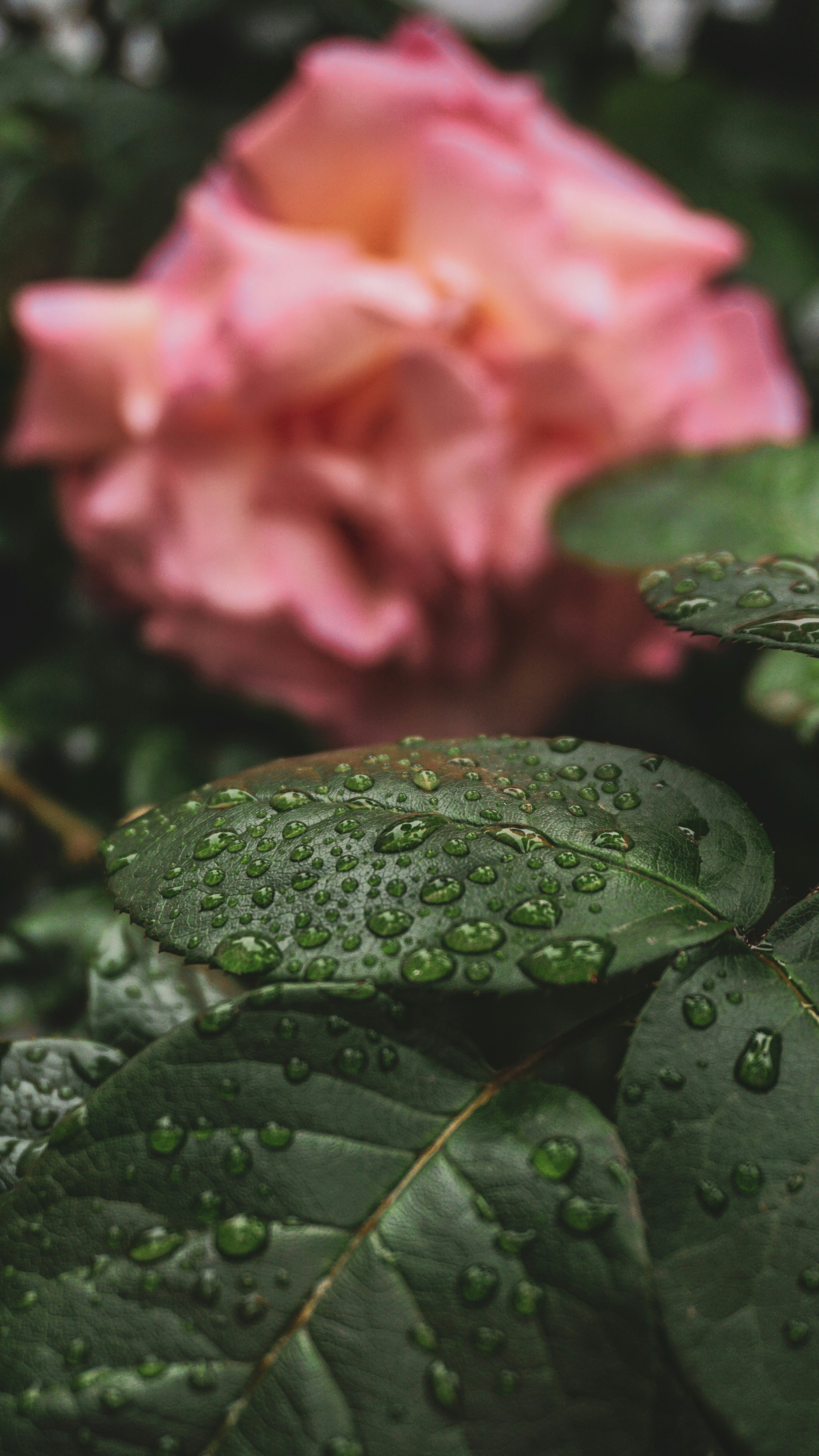 Photo by federicofaccipieri