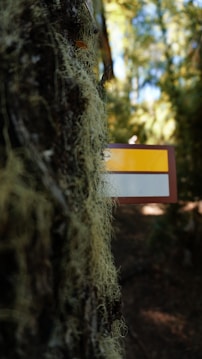 A close-up of a tree trunk covered with moss and lichens in a forest setting. In the background, blurred greenery and sunlight filtering through the trees create a serene atmosphere. A small sign with red, yellow, and white stripes is partially visible on the right side, attached to the tree.