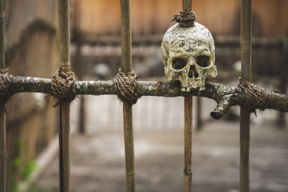 white skull on brown metal fence