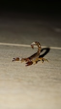 a scorpion crawling on the ground in the dark