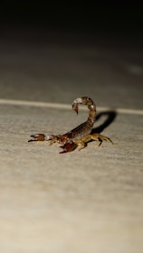 a scorpion crawling on the ground in the dark