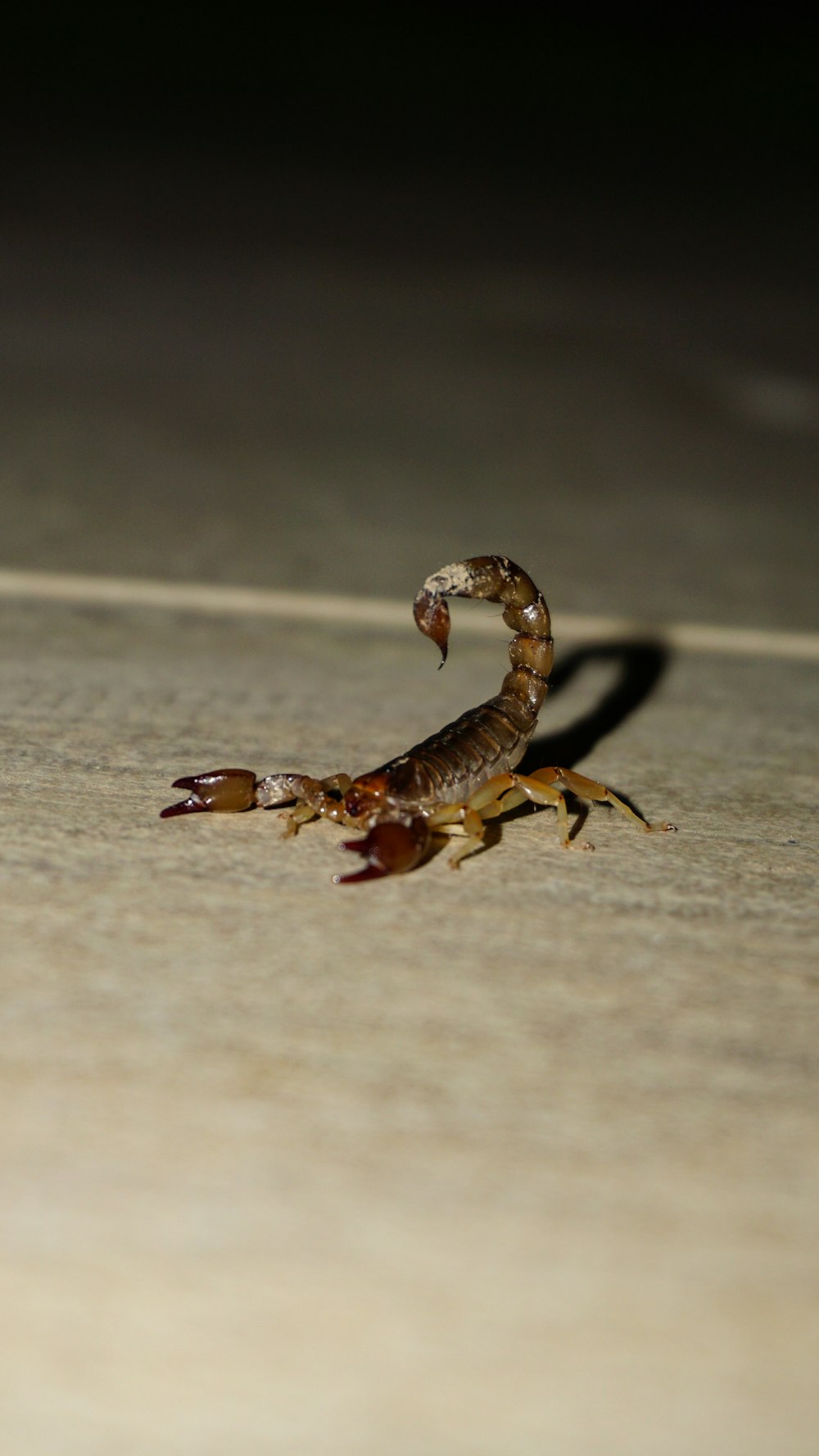 un scorpion rampant sur le sol dans l’obscurité