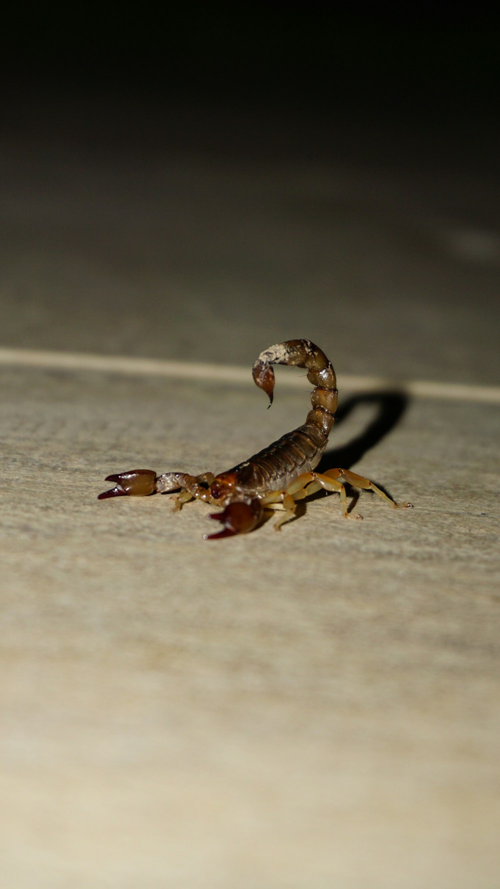 a scorpion crawling on the ground in the dark
