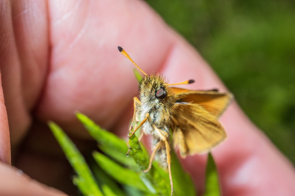 brown and black butterfly on persons hand