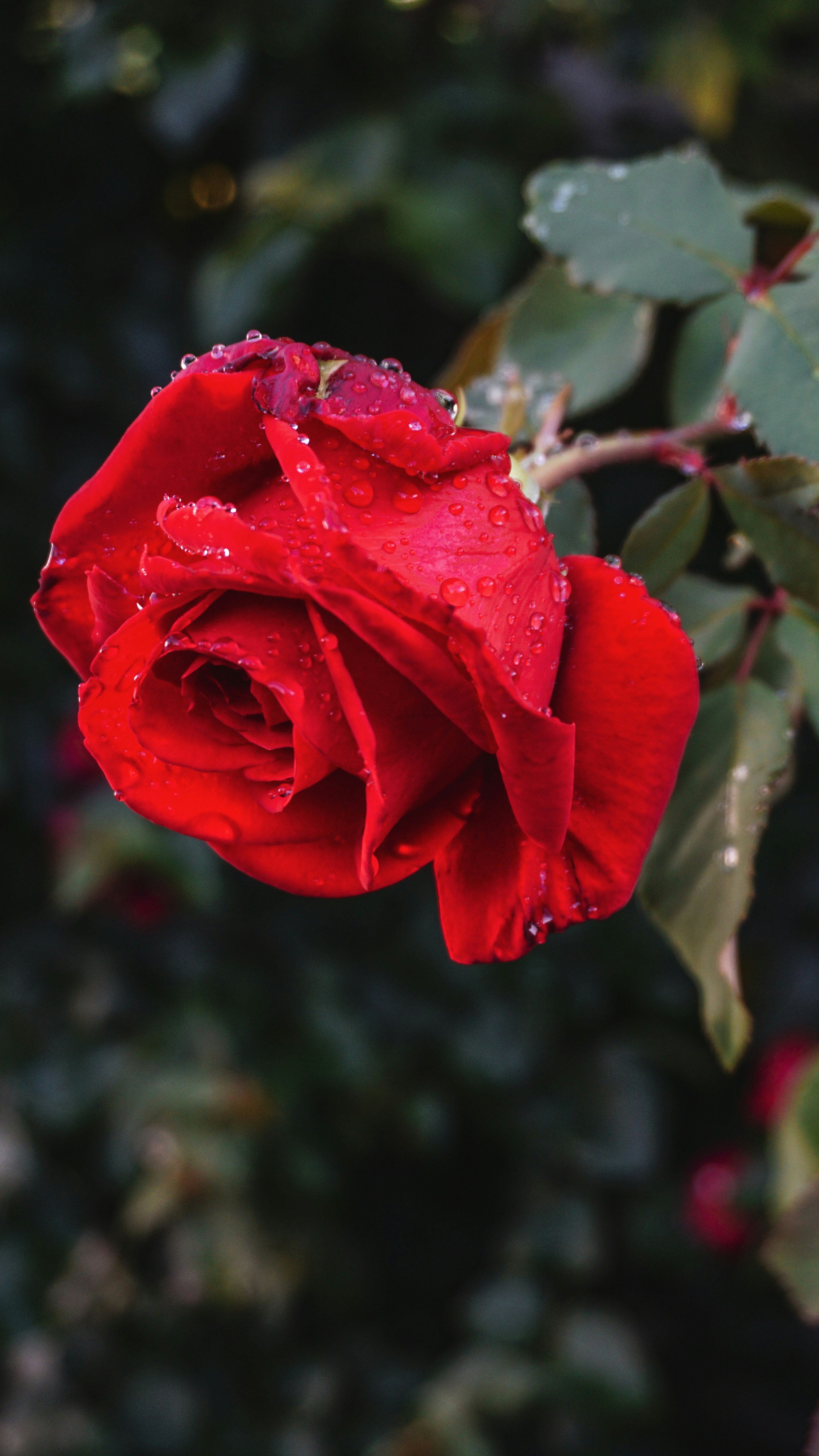 Photo by federicofaccipieri