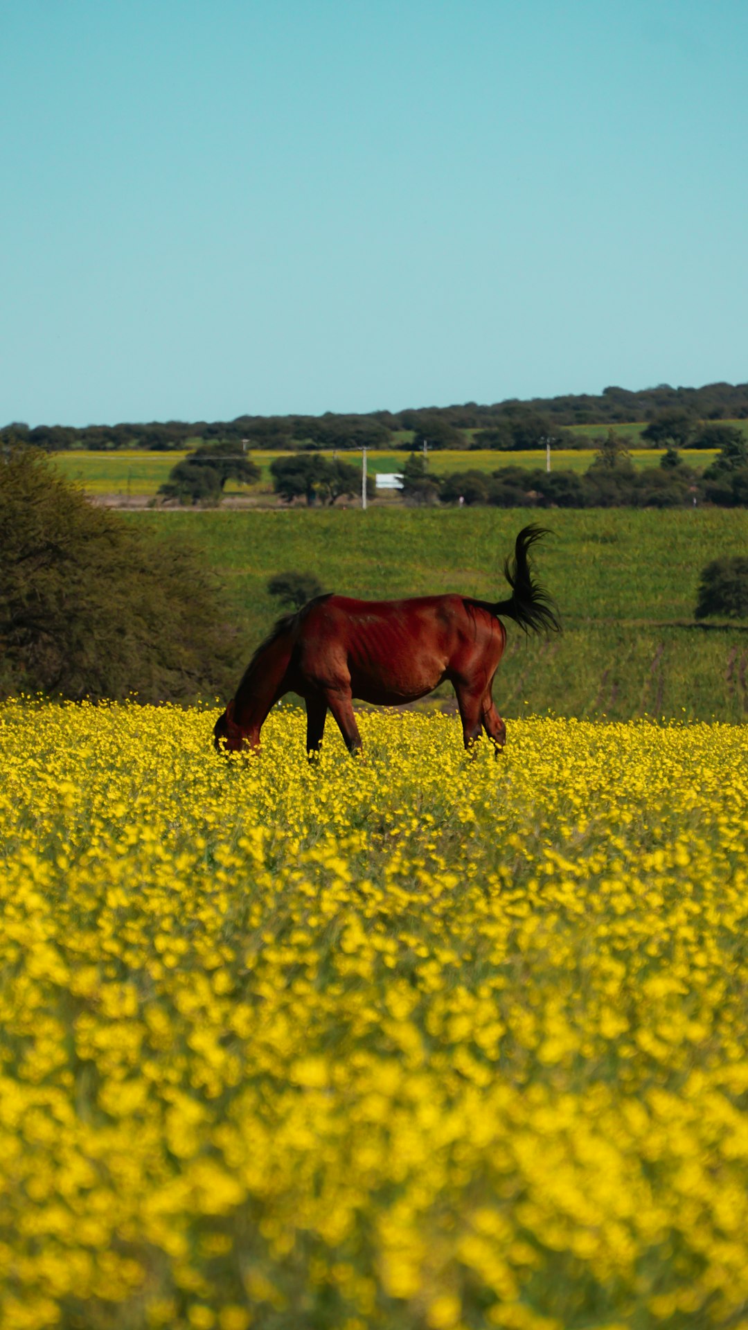 brown horse eating yellow flower field during daytime