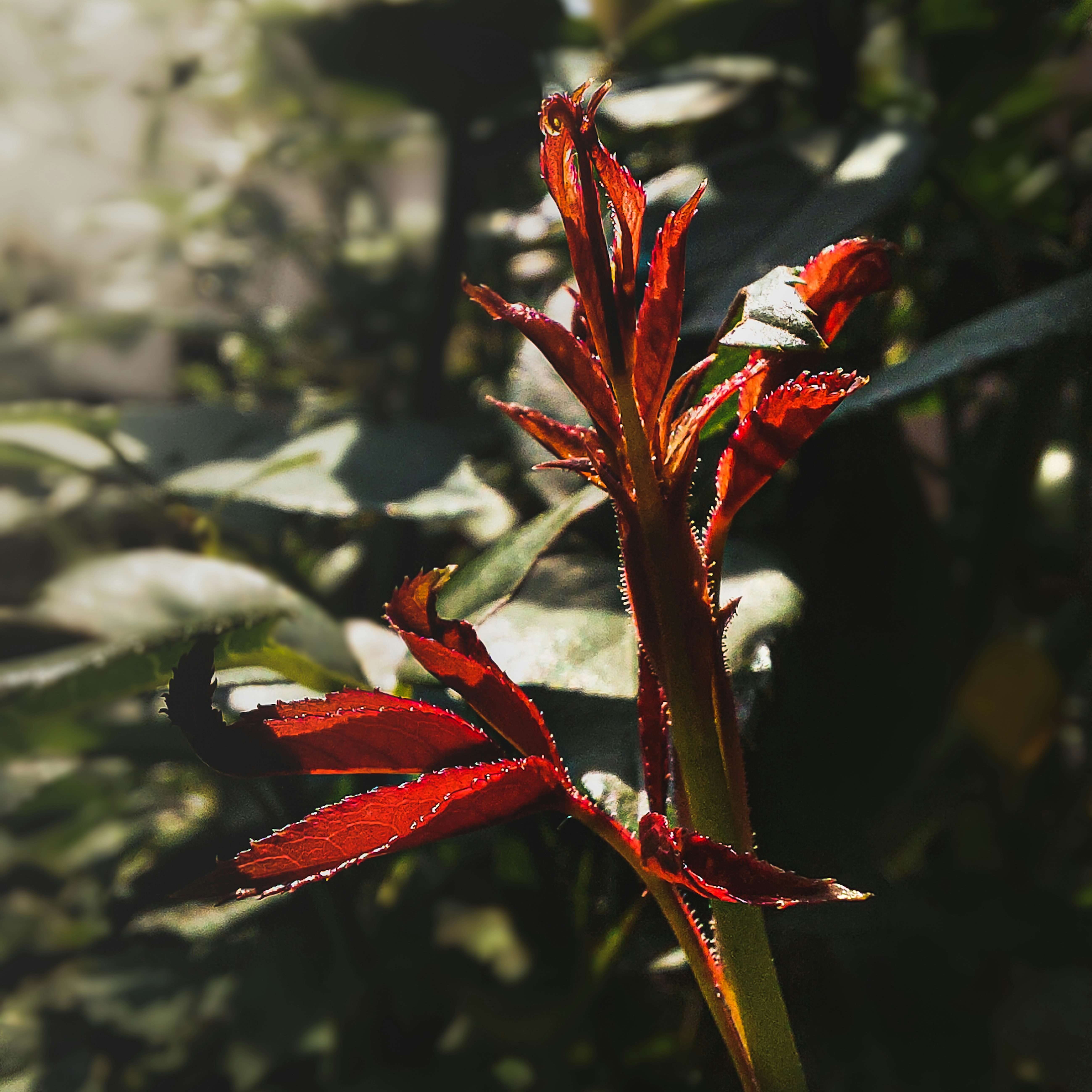 red flower in tilt shift lens