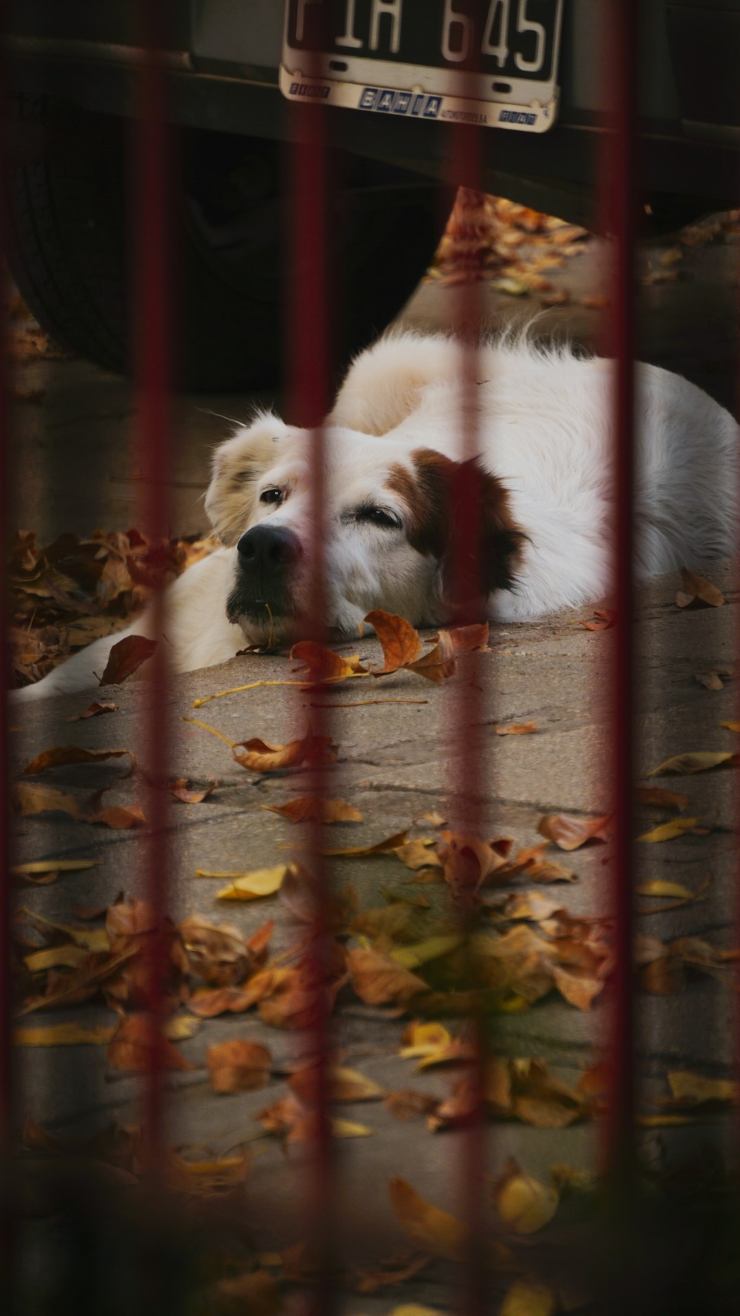 white and brown short coated dog lying on brown dried leaves