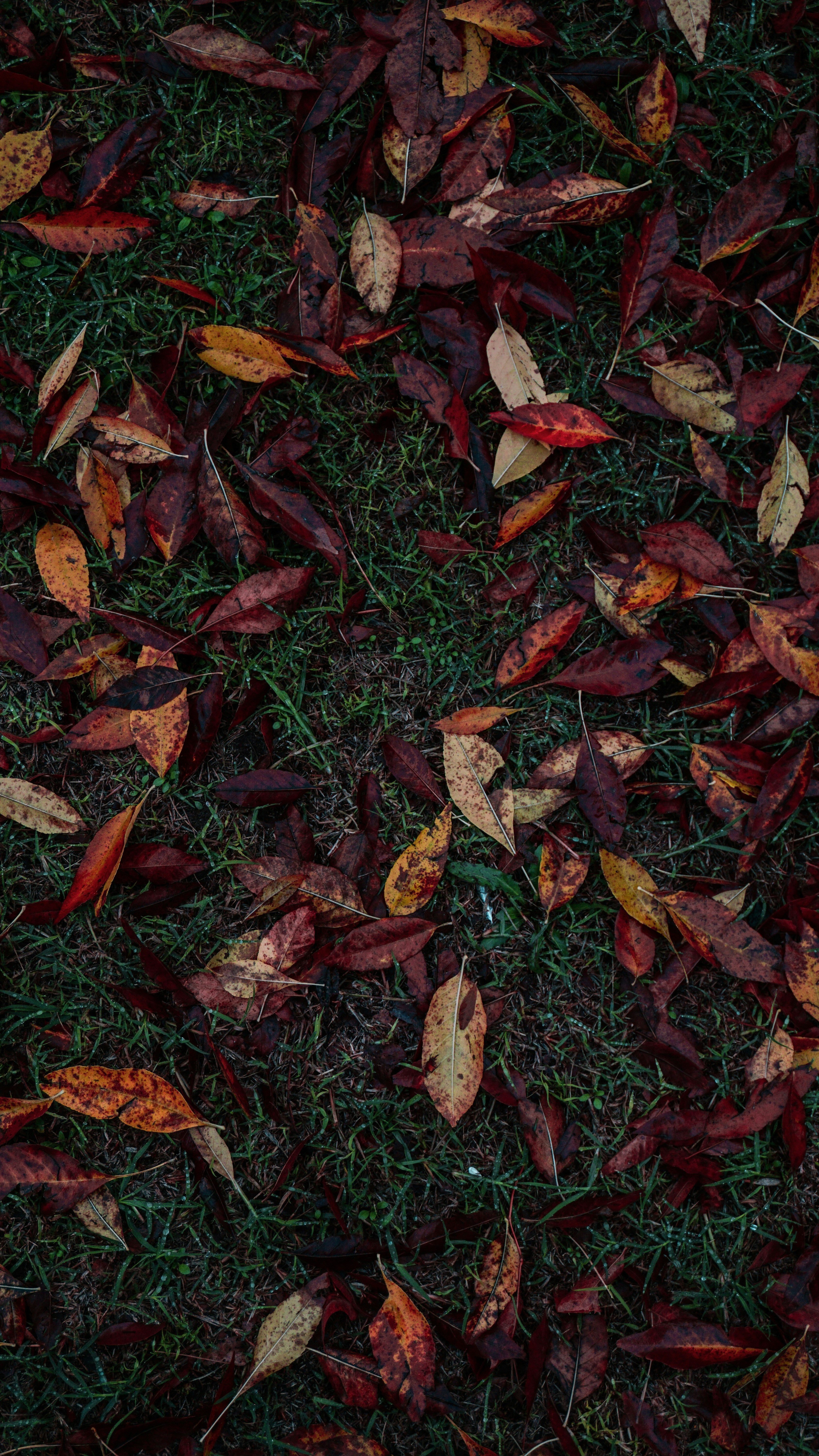 Photo by federicofaccipieri