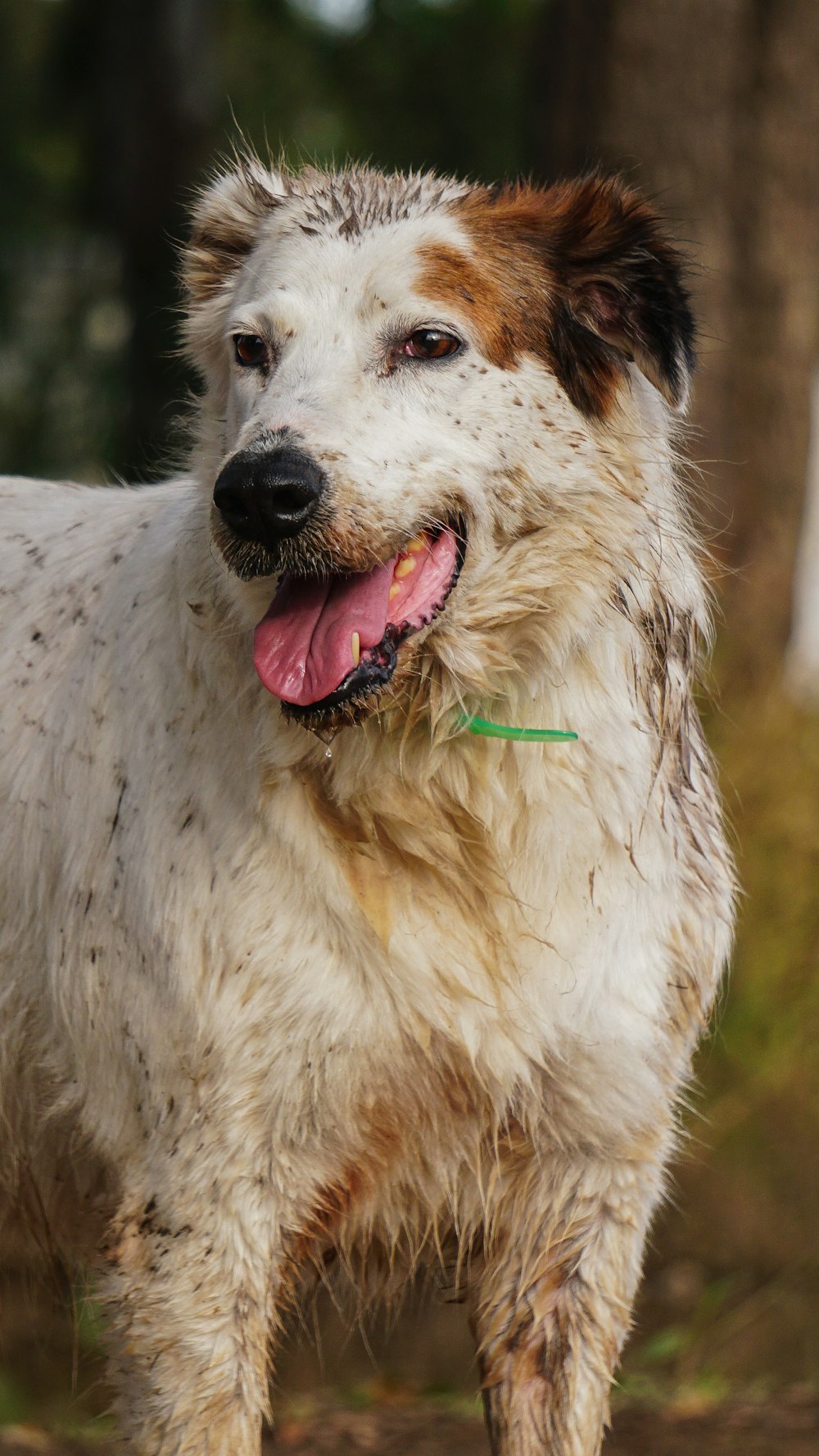 white and brown short coated dog