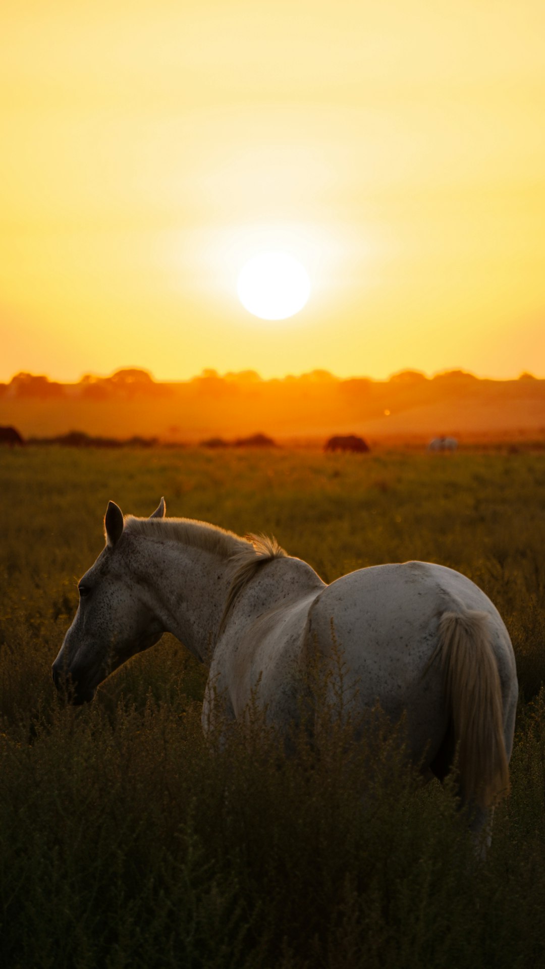 white horse on brown grass field during sunset